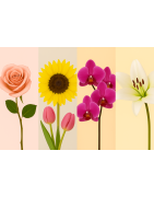 Flores por Tipo | Tulipanes, Rosas, Orquídeas y más | Florería Versalles México