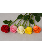 Rosas