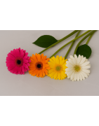 Bouquets de Gerberas | Flores Coloridas | Florería Versalles México